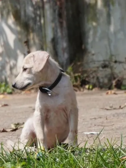This is Bingo, a 2-month-old female puppy, sitting thoughtfully in the grass. Her first vaccination is done.