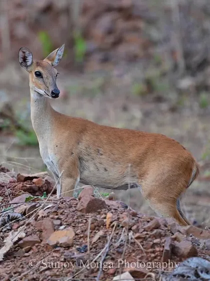 A dainty Chousingha, or Four-horned Antelope, cautiously emerges at the forest edge. This shy creature is part of the diverse prey base that supports predators like tigers in the Central Indian wilds.