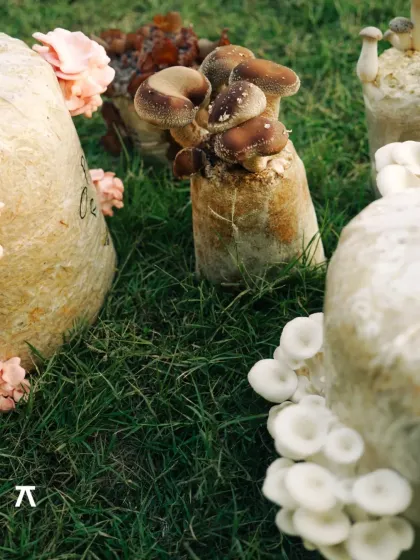 Here you can see different types of gourmet mushrooms, including pink oyster and shiitake, growing from their substrate bags. We believe understanding the cultivation process deepens the appreciation for the food on our plate.