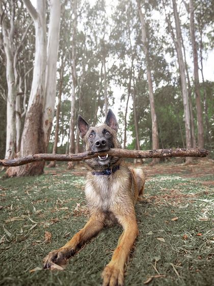 Pragalbh - Fine Art Pet Photography Outdoor Adventures photo 23