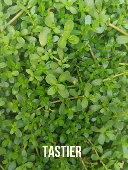 When you harvest produce moments before you eat it, the flavor is on a completely different level. This is what I mean by tastier. It's something you have to experience to believe.