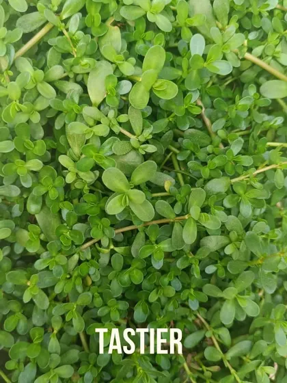 When you harvest produce moments before you eat it, the flavor is on a completely different level. This is what I mean by tastier. It's something you have to experience to believe.