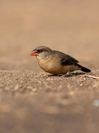 A female Red Avadavat. While not as colourful as the male, her subtle patterns and markings are beautiful in their own right.