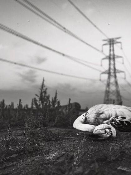 A resident flamingo lies dead after colliding with a high-tension power line passing through Najafgarh Lake. This is an unsustainable form of development.