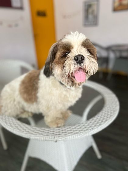 This happy Shih Tzu is the king of the castle, sitting proudly on a tabletop with his tongue out and a big smile.