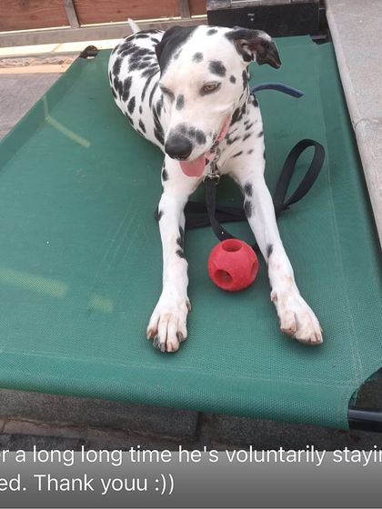 Confident Dogs - Canine Behavior Modification Real Dogs, Real Transformations photo 16