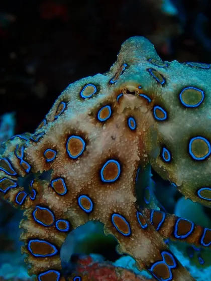 It's not always about the big stuff. Look at this incredible Blue-Ringed Octopus we found in Malapascua. It's a reminder that the reef is full of tiny, fascinating, and sometimes dangerously beautiful creatures.