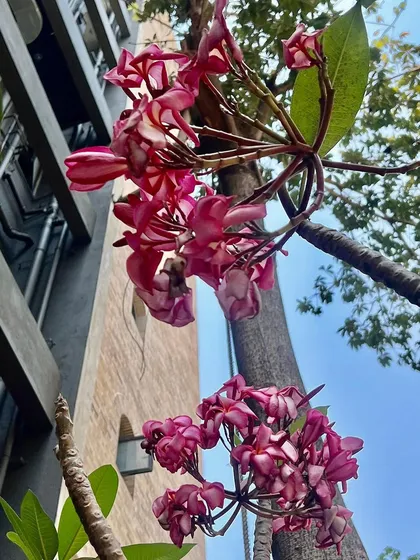 Looking up at clusters of pink Champa flowers against the sky. Proper care and placement ensure that even trees in urban environments can produce beautiful, fragrant blossoms season after season.