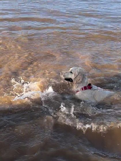 Deepthi - Dog Travel & Adventure Coaching Water Adventures: From Pools to Open Seas photo 25