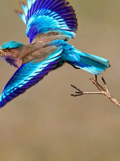 This is the Indian Roller, which we call Neelkanth. It is a bird connected to our legends, a symbol of Lord Shiva. Seeing this bird during Dussehra is considered very lucky. Capturing its beautiful blue wings in flight requires great patience, but the result is always a blessing to see.