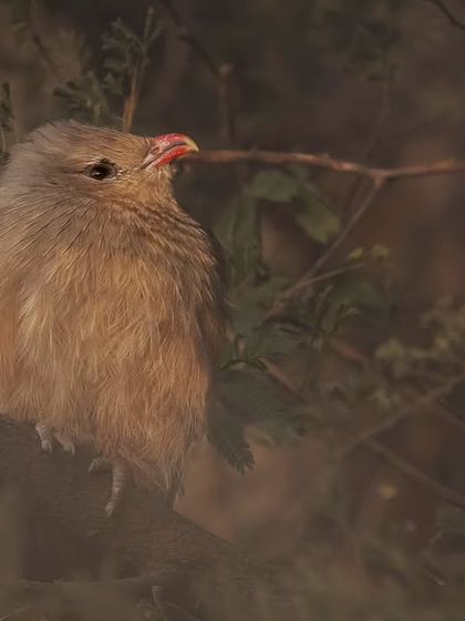 The same Sirkeer Malkoha, its confidence stemming from the excellent camouflage provided by the sparse grass.
