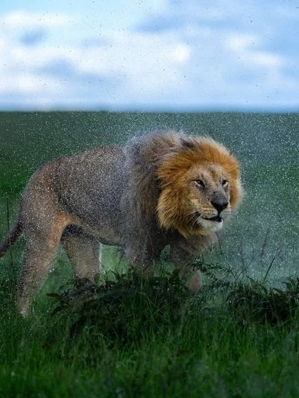 Wild Encounters: Action & Behavior photo 18