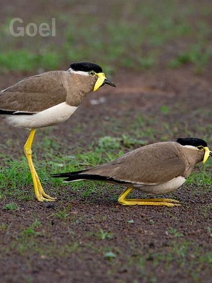 A pair of Yellow-wattled Lapwings, known for their unique courtship displays. These ground birds are losing their habitat, and seeing them is a reminder of the delicate balance in our ecosystems.