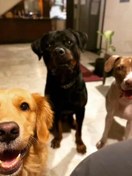 Welcome to my pack! This is my family: my Golden Retriever, Rottweiler, and Indie. When your dog boards with me, they become a part of this pack, learning to socialize in a managed and safe environment. They are the heart of my home.
