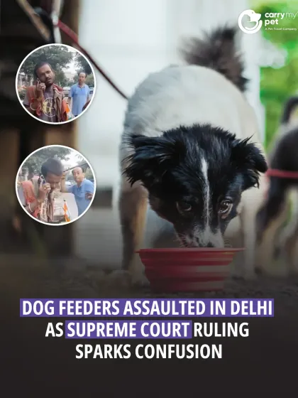 CarryMyPet - Pet Travel & Parenting Consultation Animal Welfare & Advocacy photo 3