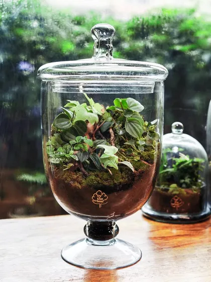 This elegant footed apothecary jar terrarium brings a sense of tranquility to any space. It's a classic shape that beautifully showcases the miniature garden within.