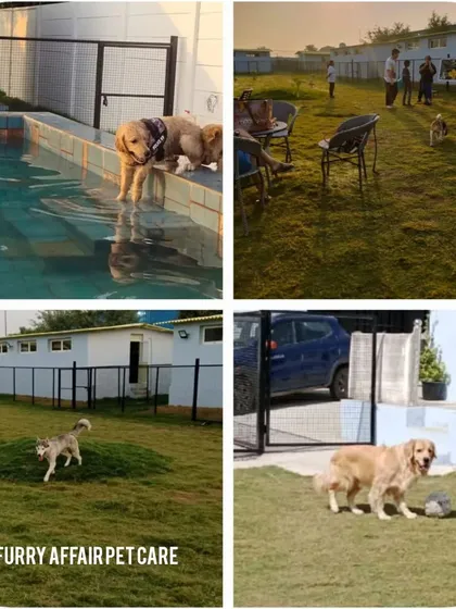 This collage is a little window into our world. You can see our clean swimming pool, the endless green park for zoomies, and the happy faces of our guests. This is the safe, fun, and loving environment I promise for your fur baby.