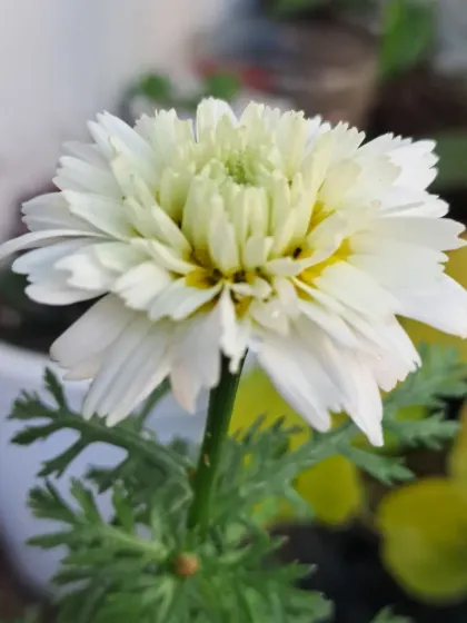 Bhardwaj - Urban Gardening Consultation A Riot of Colorful Flowers photo 125