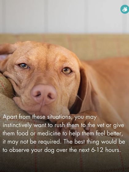 The Pack - Pet Parent Education & Workshops Your Dog's Health & Wellness photo 33