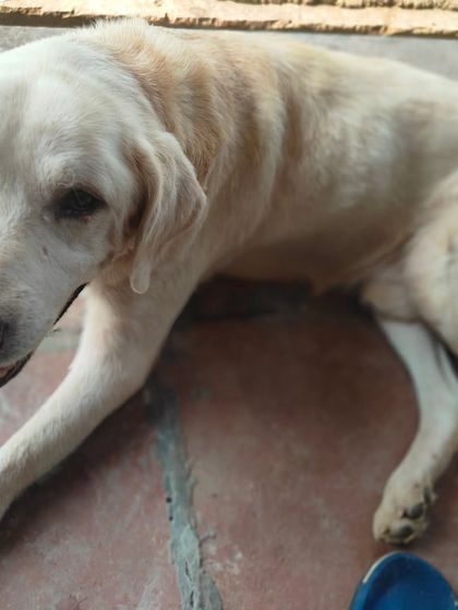 A gentle portrait of Casper. He is one of over 70 abandoned animals in our long-term care. Sponsoring him helps us manage his expenses.