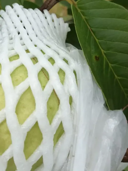 A detailed view of the foam net that cushions the fruit.