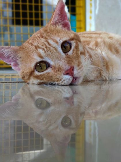 Charlie's Animal Rescue Centre - Animal Rescue & Adoption Ready for a Home: Adopt a Cat photo 13