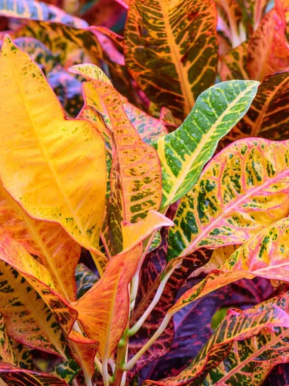 Croton plants are known for their stunning, multi-colored foliage, with leaves that can feature shades of yellow, orange, red, and green. They need bright, indirect light to maintain their vibrant coloring and add an exotic touch to any room.