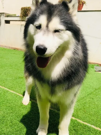 A winking Husky. They are such characters.
