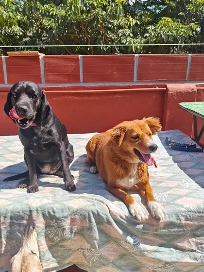 Two buddies enjoying a sunny day together. This is what cage-free, social boarding is all about.