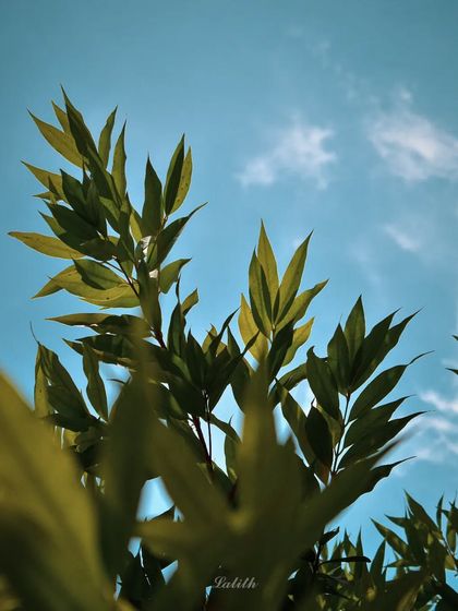 Lalith - Wildlife & Nature Photography Nature's Textures & Wallpapers photo 24