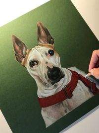Pet Portrait Commissions