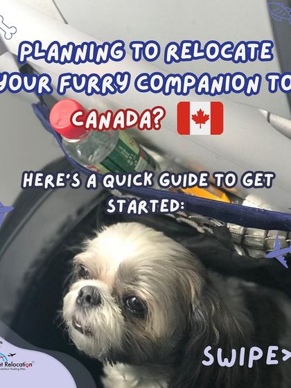 Anvis - Pet Relocation Preparing for Travel: Health, Safety & Documentation photo 15