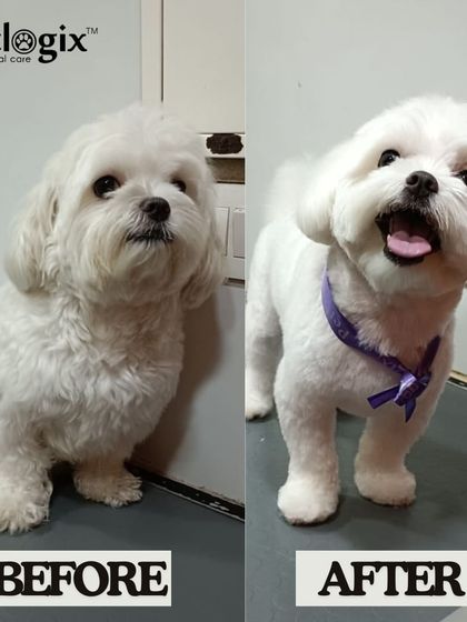 Book your pet's appointment and let the transformation begin. We love seeing the change from a shaggy coat to a perfectly groomed one.