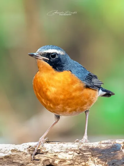A male Indian Blue Robin shows off its brilliant orange and blue plumage. Capturing this shy bird out in the open at Green Valley Park was a rewarding experience.