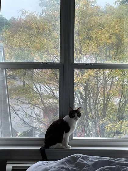 One of the feline travelers from the big family move, Pichku, enjoying a view from the window in her new home in the USA.