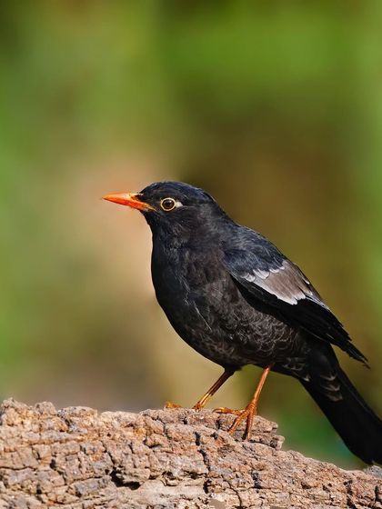A male Gray-winged Blackbird stands on a textured log. This classic, full-body portrait showcases the bird's sleek profile and the white patches on its wings.