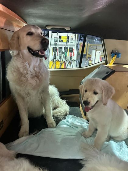 Deepthi - Dog Travel & Adventure Coaching On The Road: Mastering Indian Travel photo 12