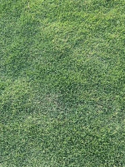 A top-down view of the dense turf. This is the result of careful cultivation and is ideal for creating a perfect, uniform lawn.