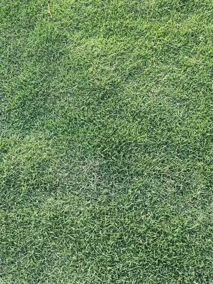 The rich texture of my natural lawn grass. It's grown to be resilient and beautiful.