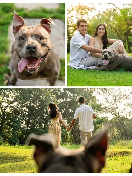 Your engagement is your story, and your pet is a main character. For this couple's shoot with their beautiful Pitbull, Millie, we created a relaxed outdoor session that was all about their connection. The result was a series of authentic moments that were even better than their Pinterest board.