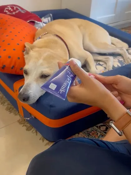 Getting Pantu comfortable with me handling the toothpaste tube near her face.