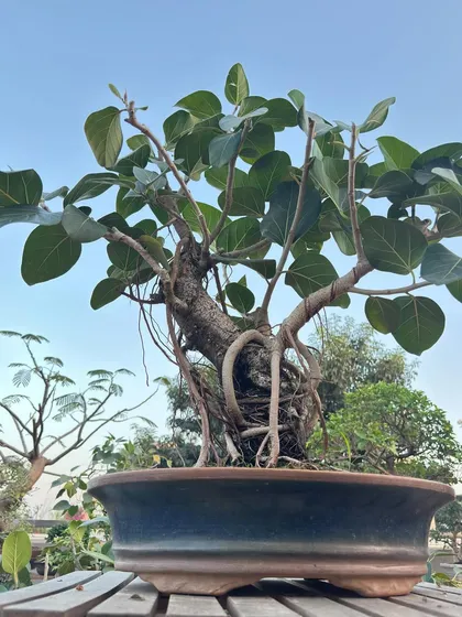 A majestic Banyan bonsai with its characteristic aerial roots beginning to form. This tree is a miniature representation of India's national tree, symbolizing strength and longevity.