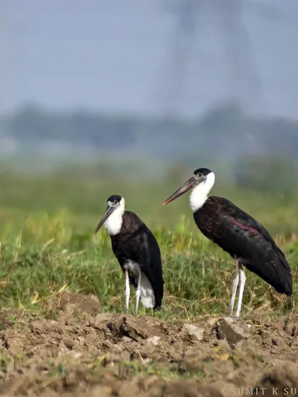 A Woolly-necked Stork couple sunbathing on a Sunday morning, a quiet moment of togetherness.
