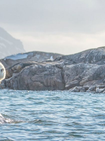 A moment of quiet observation in the vast, beautiful Arctic.