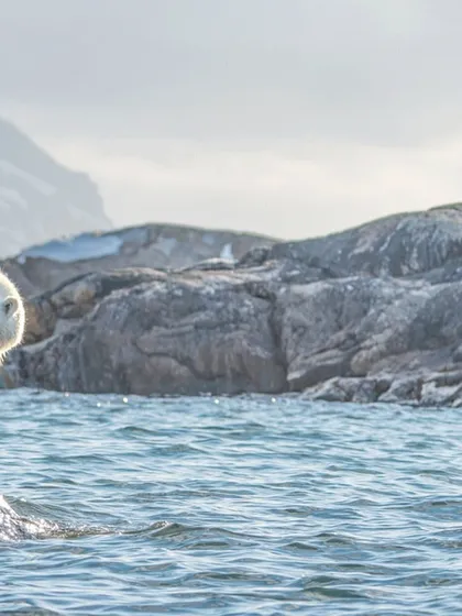 From curious quests on rocky shores to solitary walks across the ice, these images showcase the diverse behaviors and stunning environments of the polar bears we encounter on my Arctic journeys.