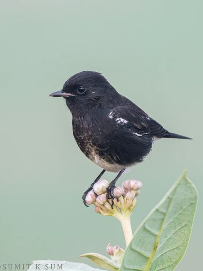 A male Pied Bushchat, a cute little bird, perched delicately on a flower bud.
