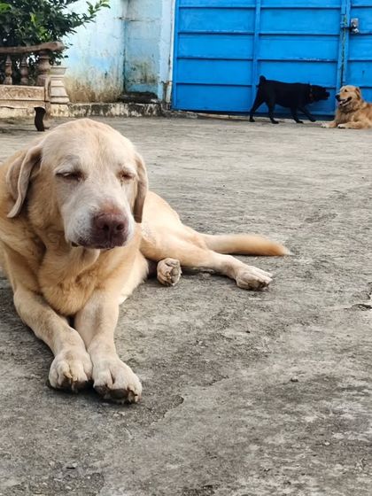 Just a sleepy old Labrador enjoying a peaceful moment in the yard. We cater to all energy levels.