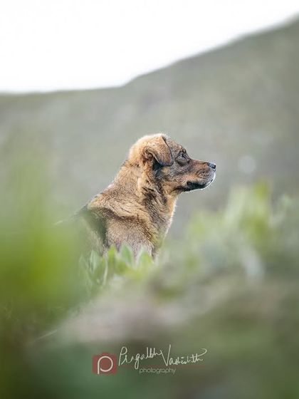 Pragalbh - Animal Rescue & Advocacy Photography Paws & Peaks: Outdoor Adventures photo 10