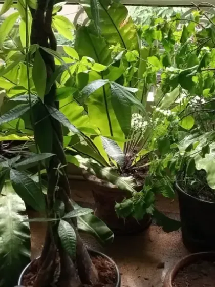 A dense and jungle-like balcony garden filled with a variety of large-leaf plants. We help maintain such collections, ensuring each plant has enough space and resources.