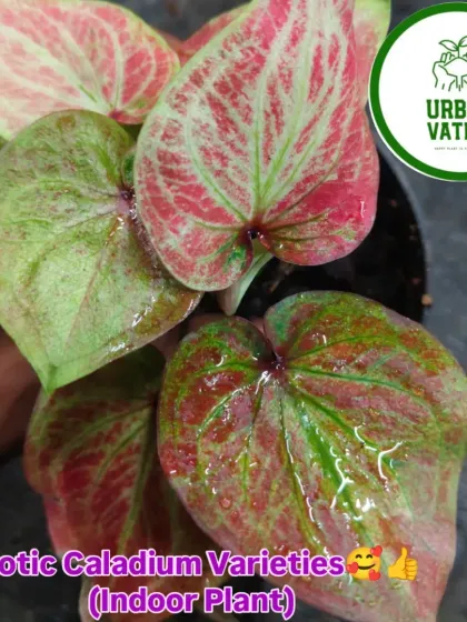 My collection of exotic Caladium varieties, known for their incredibly colourful and heart-shaped leaves.